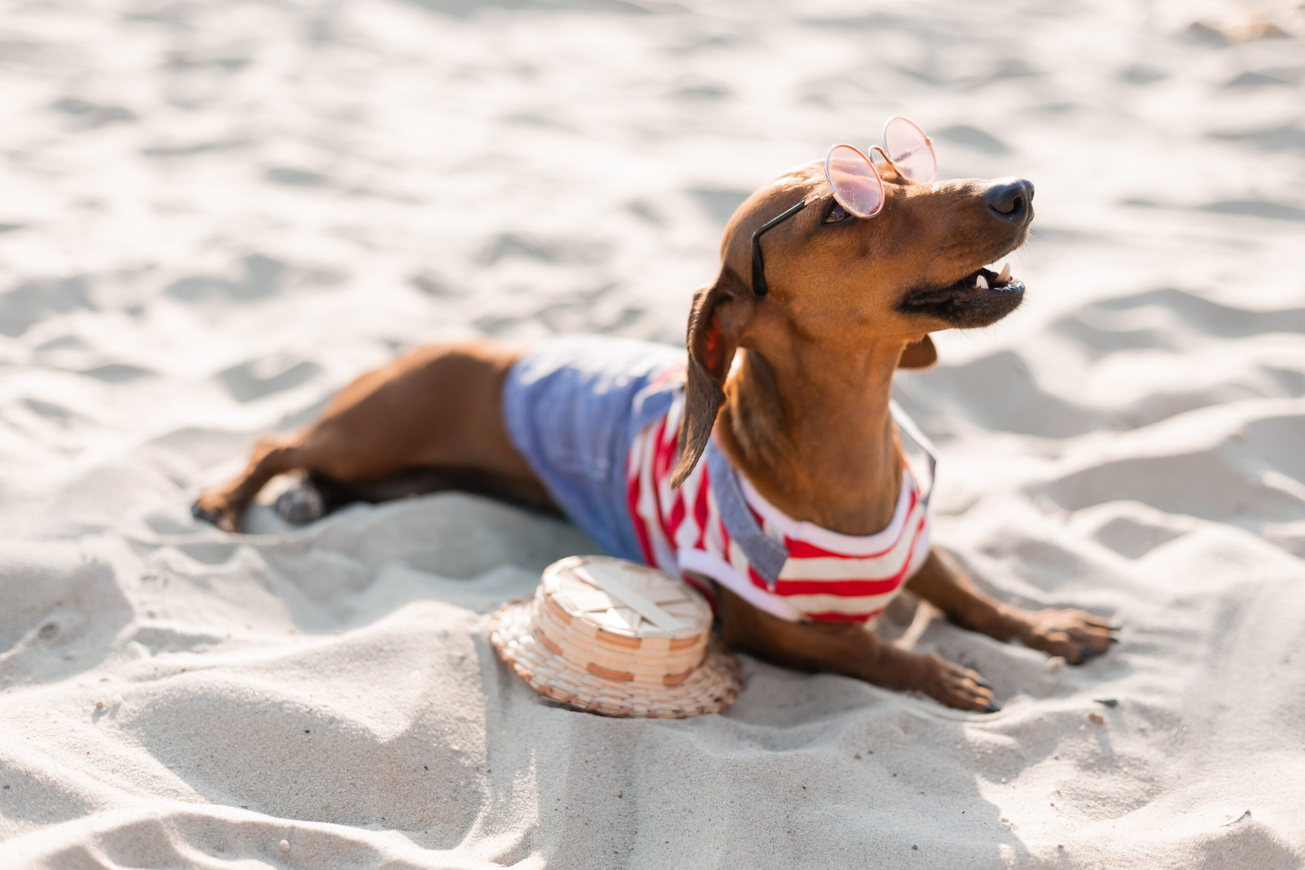 Dicas para cuidar dos pets na praia e na piscina